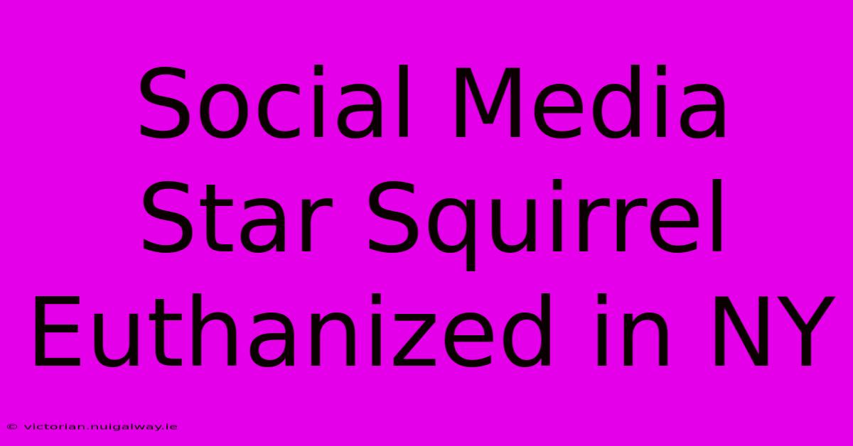 Social Media Star Squirrel Euthanized In NY