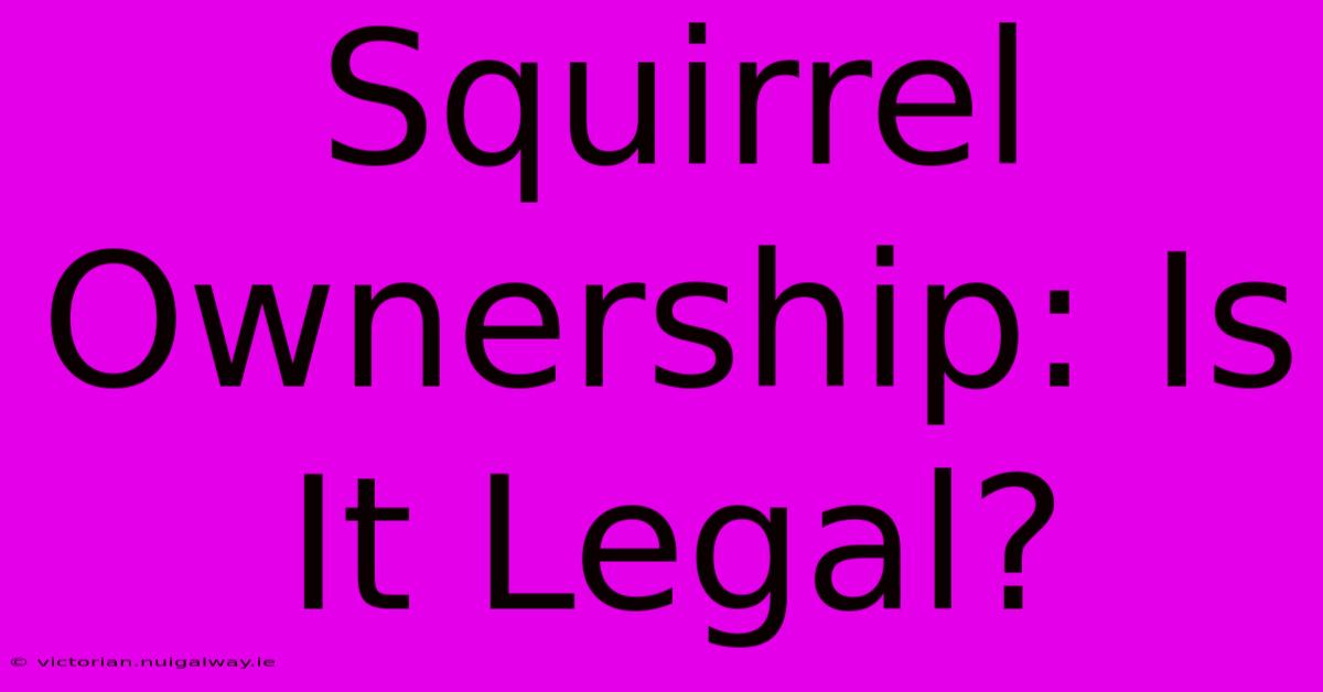 Squirrel Ownership: Is It Legal? 