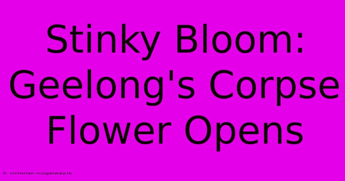 Stinky Bloom: Geelong's Corpse Flower Opens 