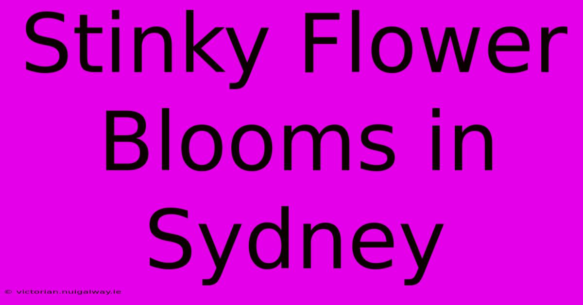 Stinky Flower Blooms In Sydney