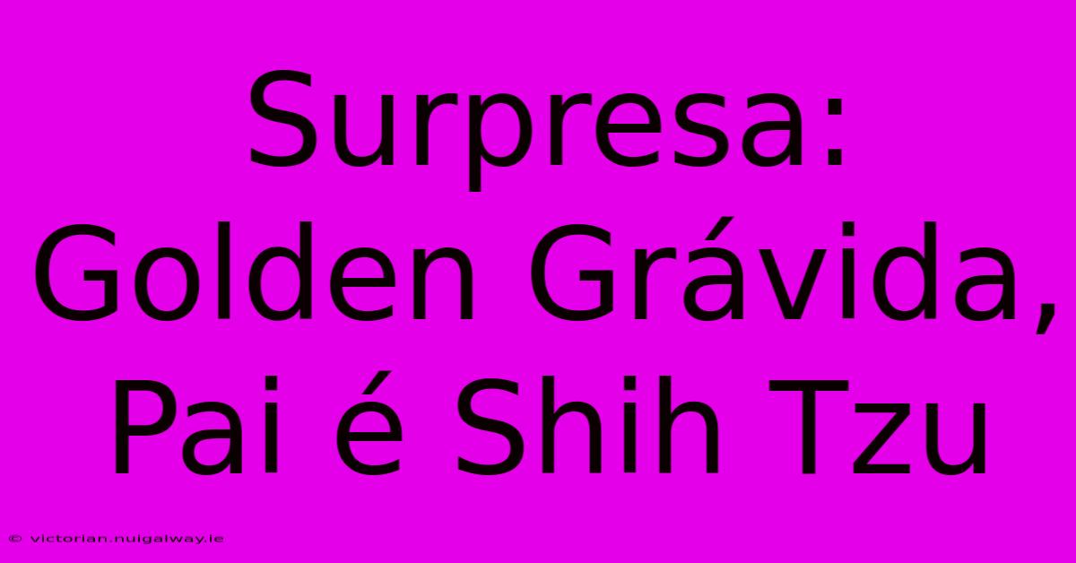 Surpresa: Golden Grávida, Pai É Shih Tzu