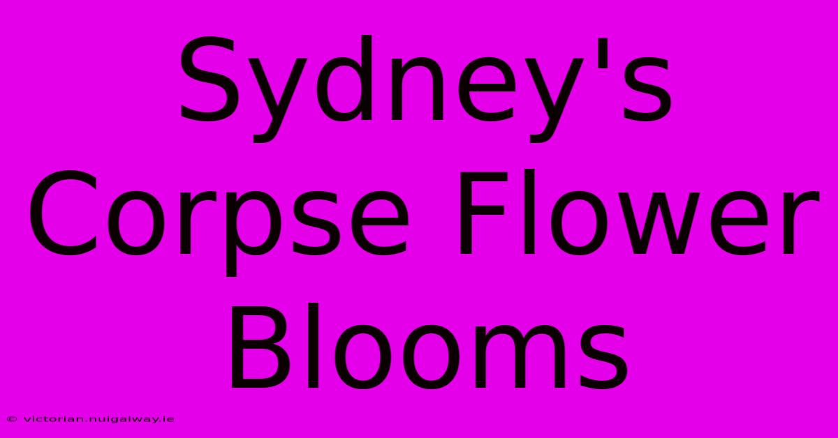 Sydney's Corpse Flower Blooms