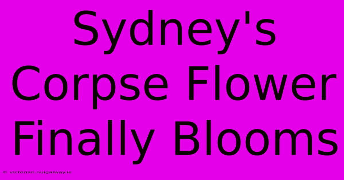 Sydney's Corpse Flower Finally Blooms