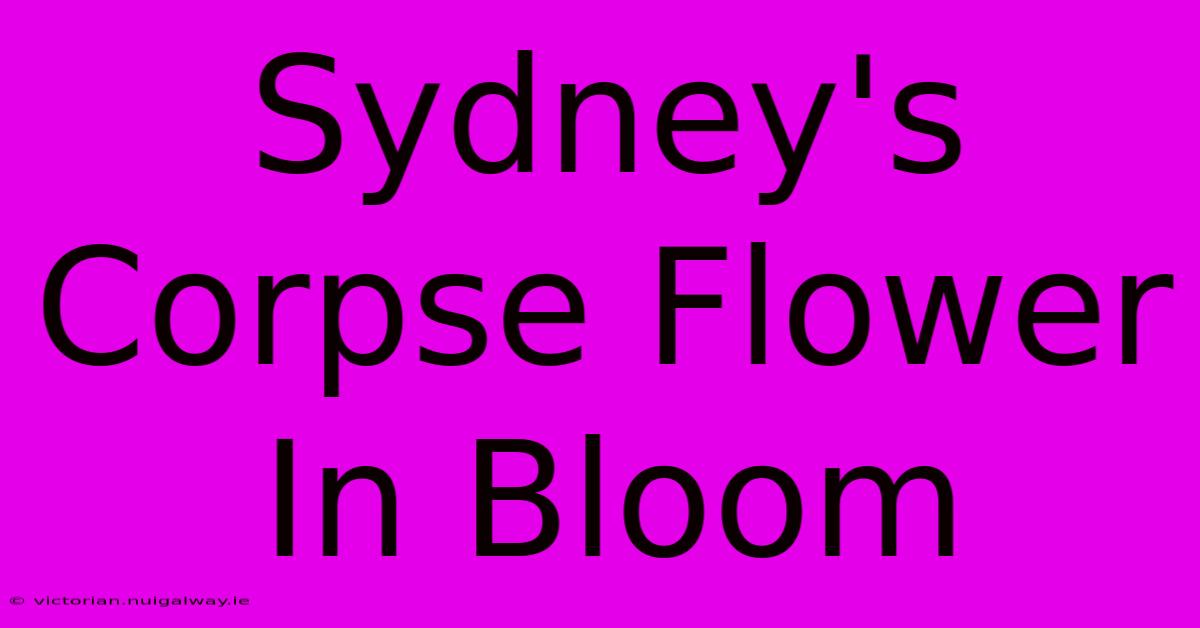 Sydney's Corpse Flower In Bloom