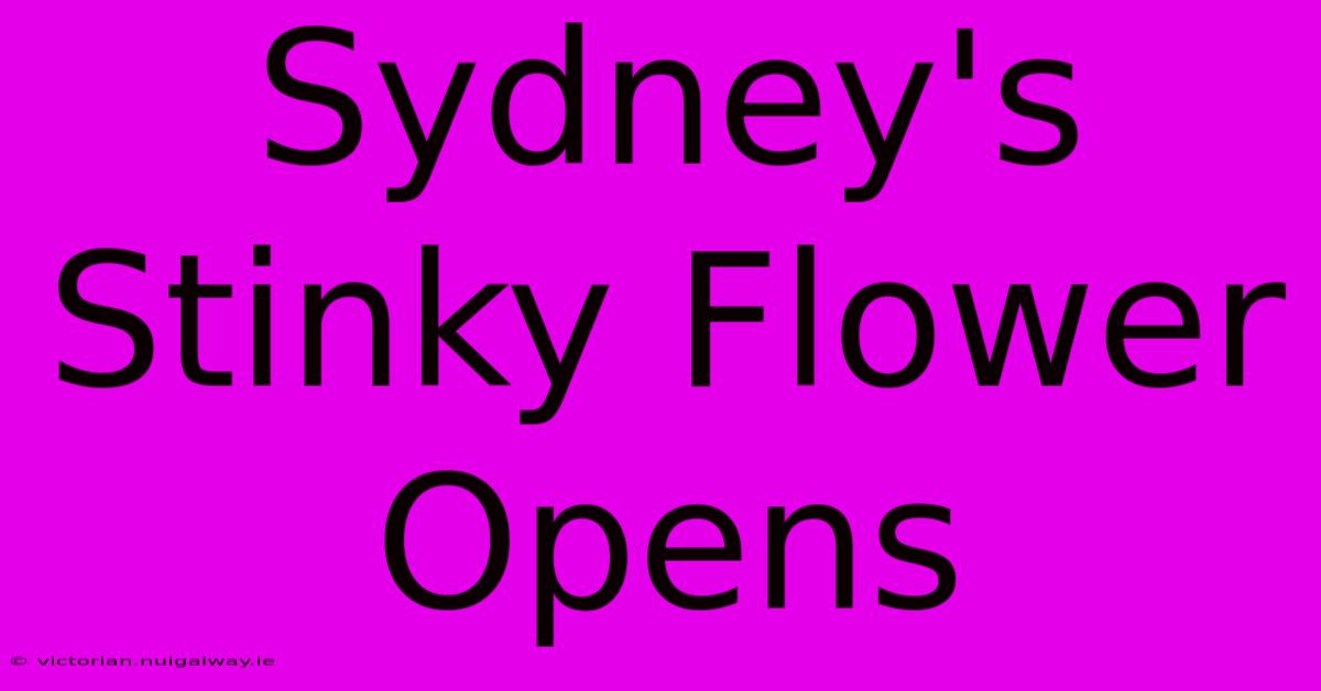 Sydney's Stinky Flower Opens