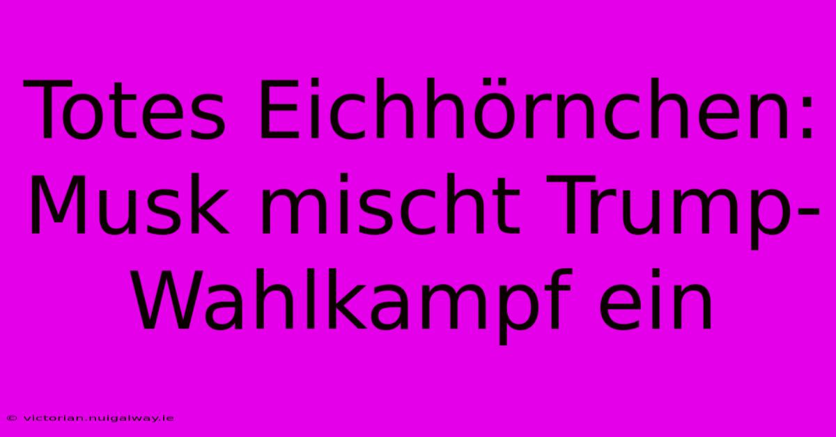 Totes Eichhörnchen: Musk Mischt Trump-Wahlkampf Ein