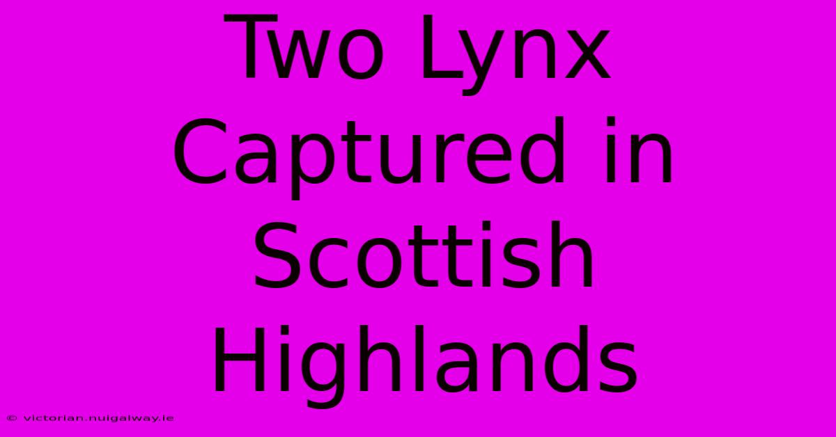 Two Lynx Captured In Scottish Highlands