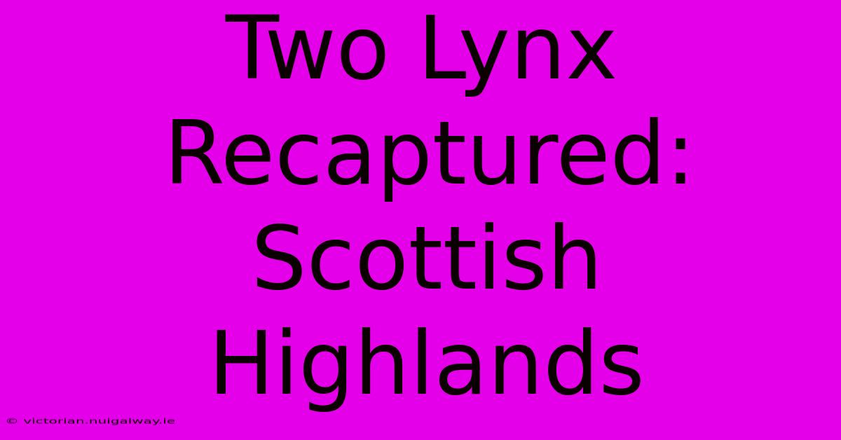 Two Lynx Recaptured: Scottish Highlands