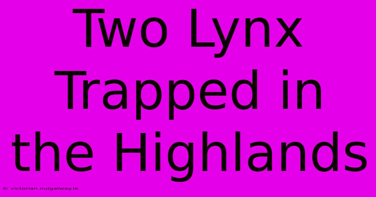 Two Lynx Trapped In The Highlands