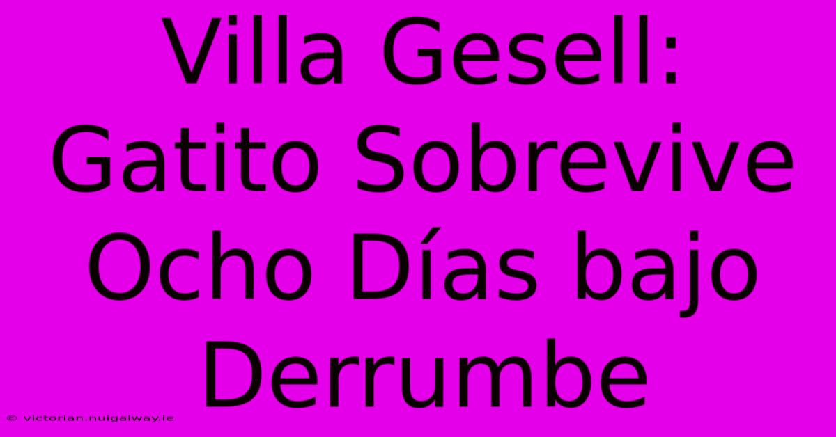 Villa Gesell: Gatito Sobrevive Ocho Días Bajo Derrumbe