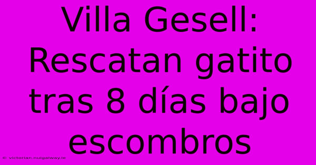 Villa Gesell: Rescatan Gatito Tras 8 Días Bajo Escombros 