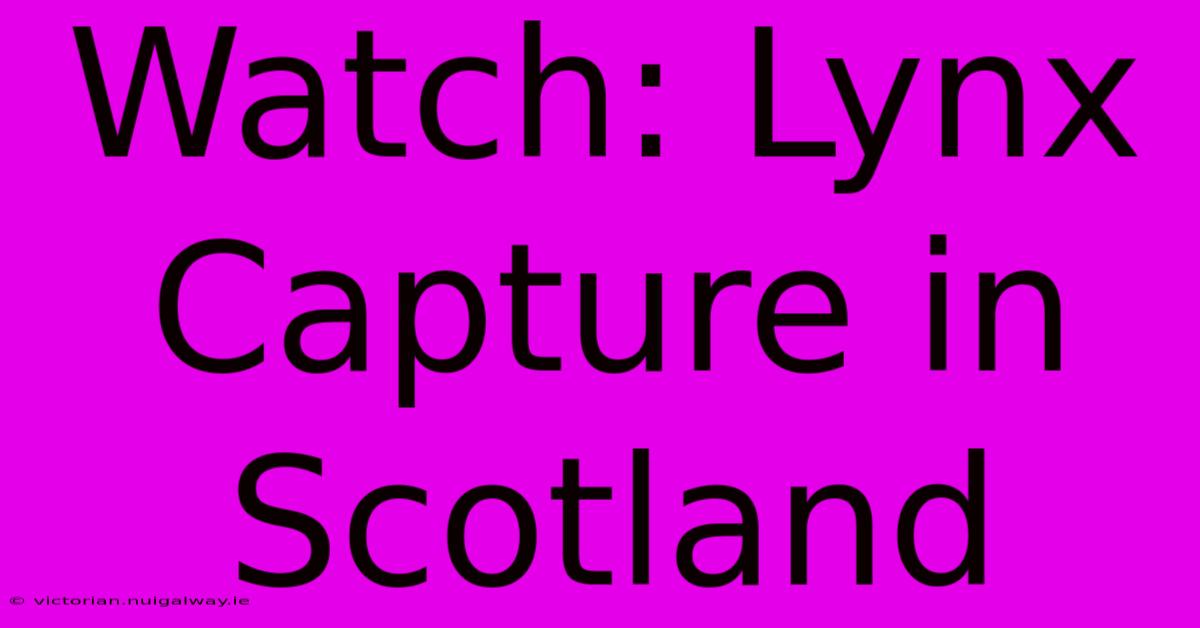 Watch: Lynx Capture In Scotland