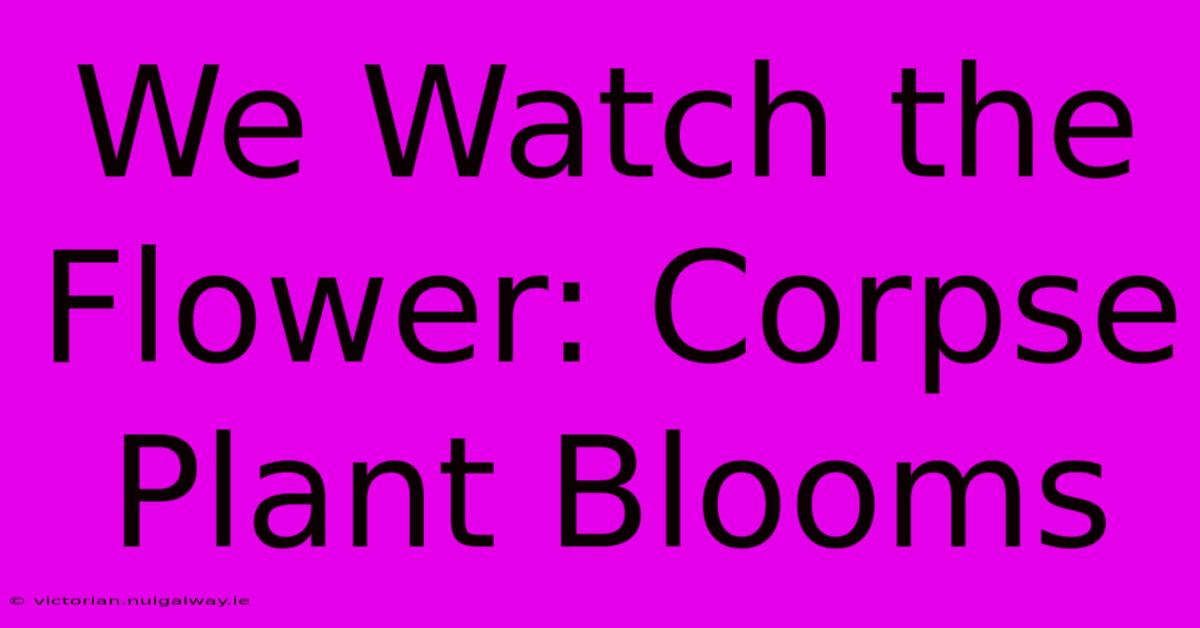 We Watch The Flower: Corpse Plant Blooms