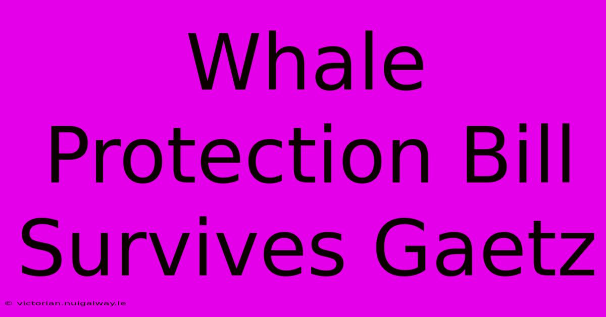 Whale Protection Bill Survives Gaetz