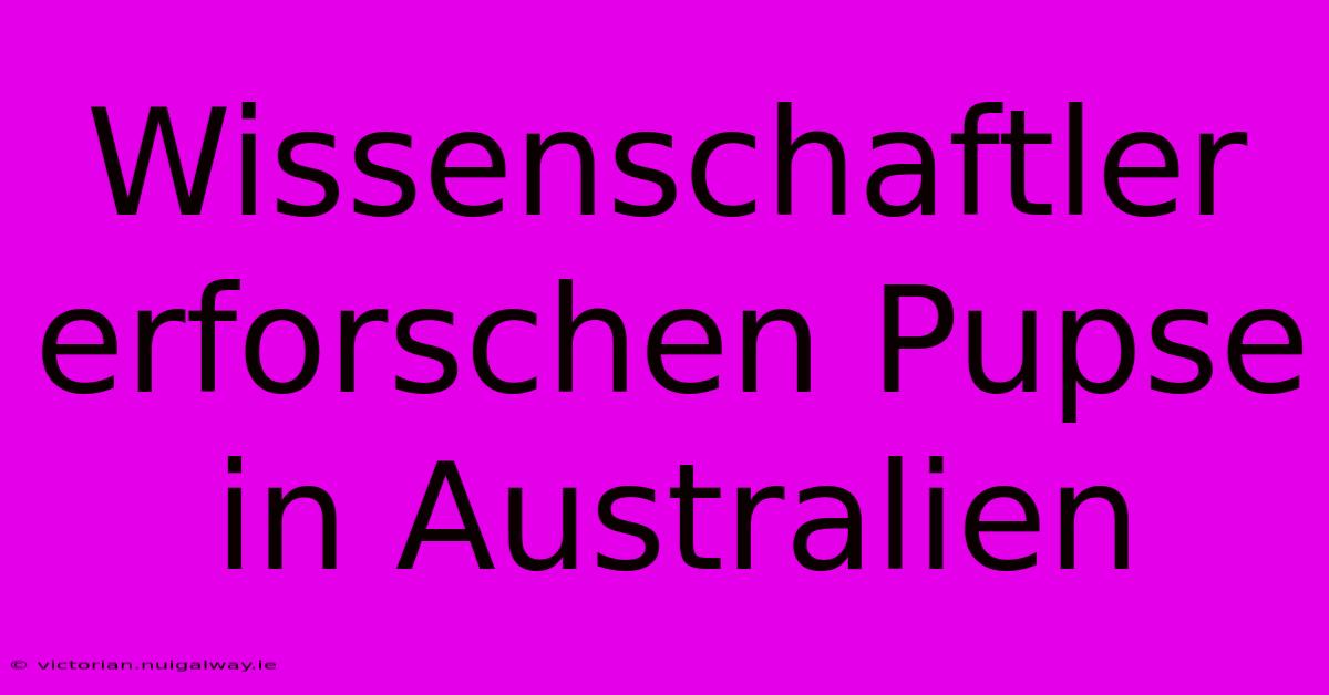 Wissenschaftler Erforschen Pupse In Australien 